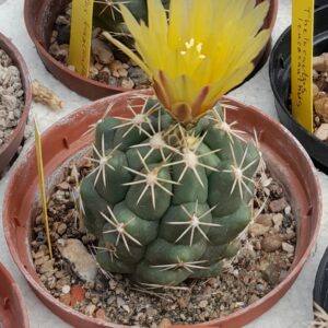 Thelocactus leucacanthus
