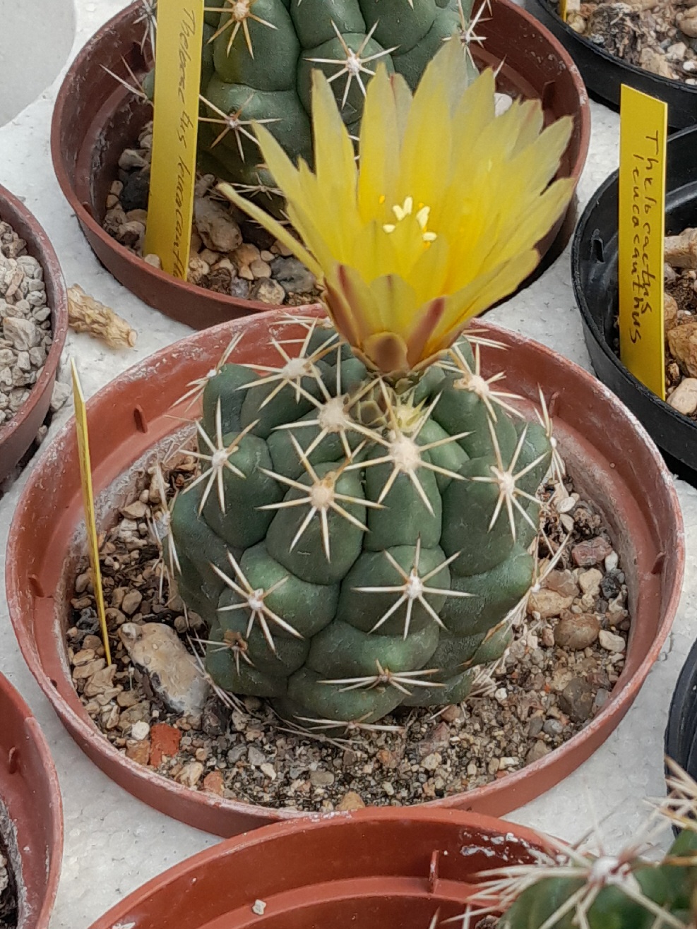 Thelocactus leucacanthus