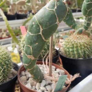Opuntia reticulata cv. Cobra