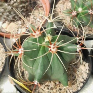 Ferocactus histrix