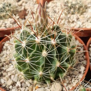 Thelocactus setispinus (= Hamatocactus setispinus)