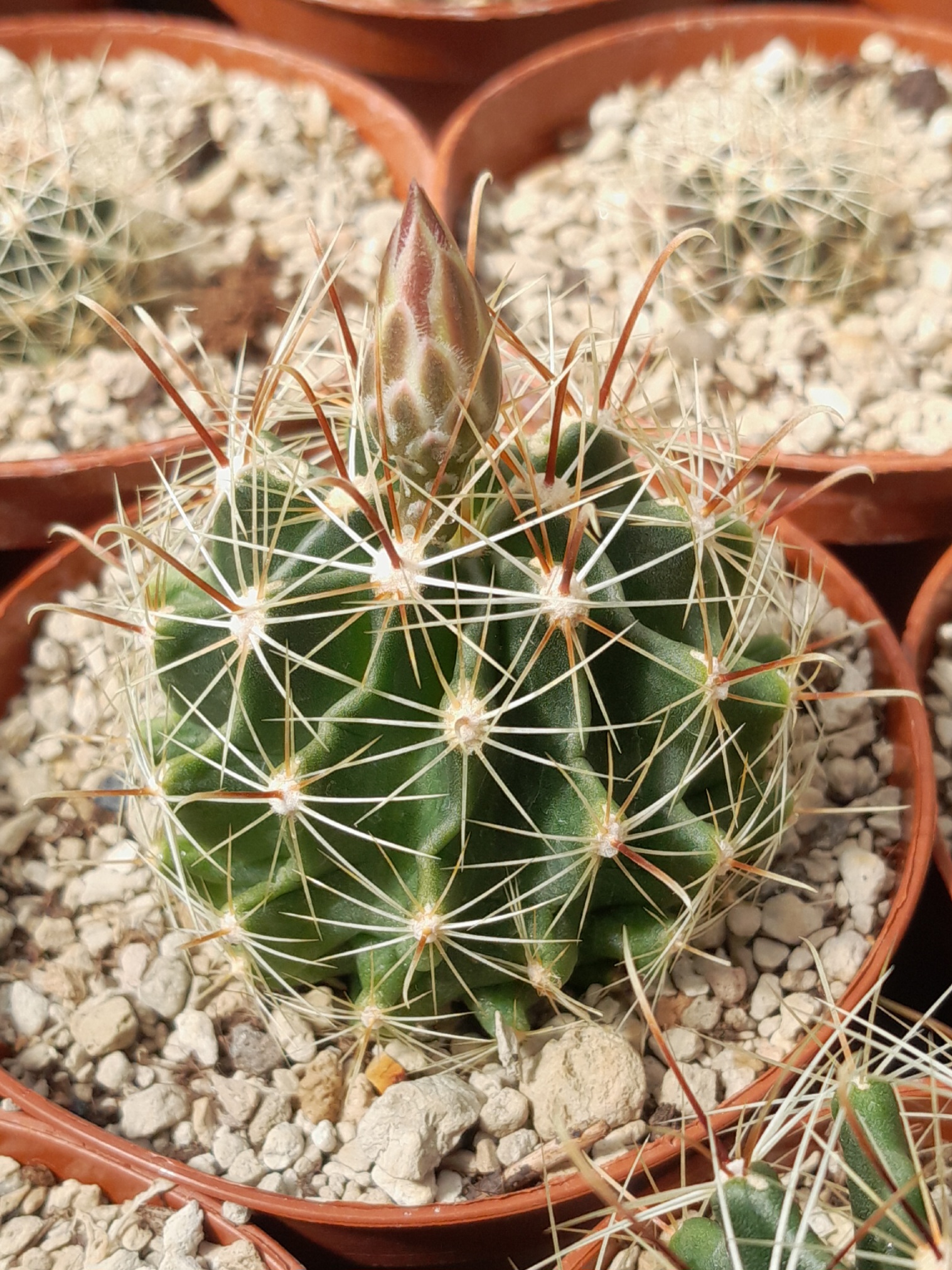 Thelocactus setispinus (= Hamatocactus setispinus)