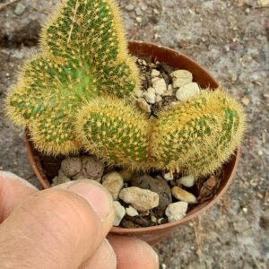 Cleistocactus winteri f. cristata