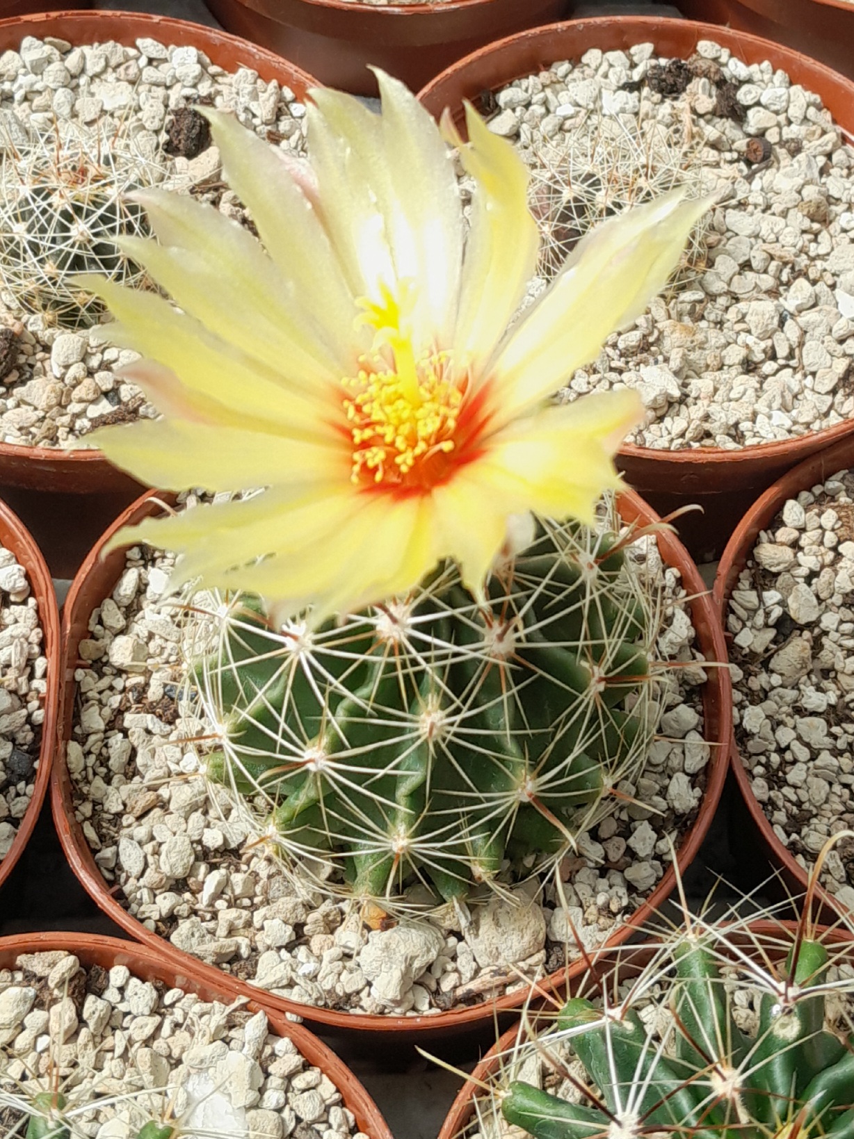 Thelocactus setispinus (= Hamatocactus setispinus) - Billede 2