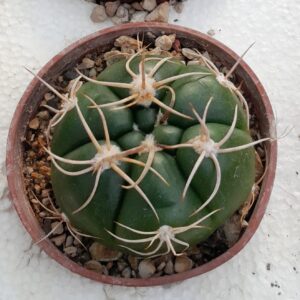 Gymnocalycium horstii