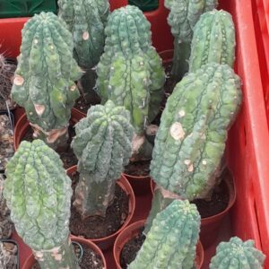 Myrtillocactus geometrizans cv. Glorp