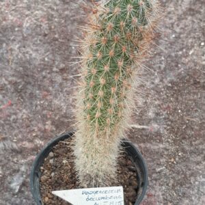 Hageocereus decumbens