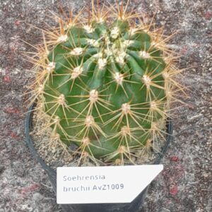 Echinopsis bruchii (=Soehrensia bruchii)