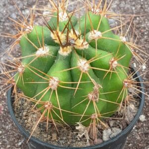 Echinopsis terschecki