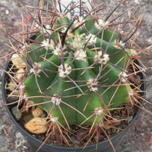 Echinopsis leucantha