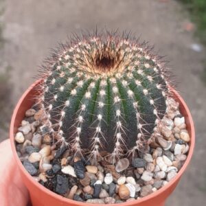 Uebelmannia pectinifera, 4,5cm