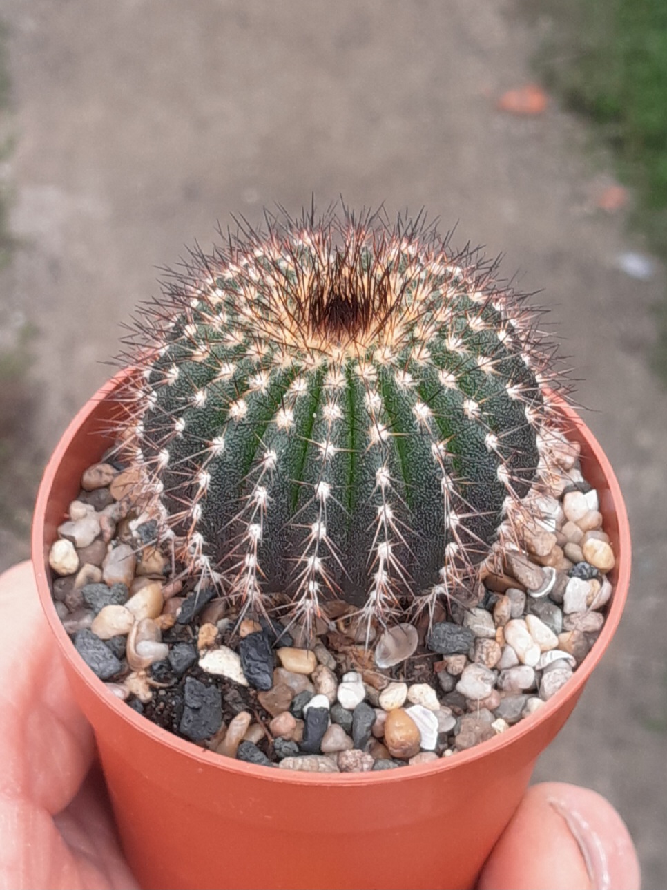 Uebelmannia pectinifera, 4,5cm