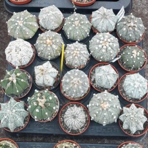 Astrophyum hybrider