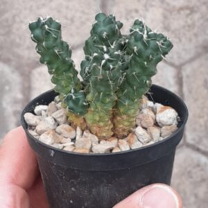 Maihueniopsis subterranea f. incahuasi (=Puna subterranea)