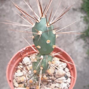 Maihueniopsis darwinii (=Tephrocactus darwinii)