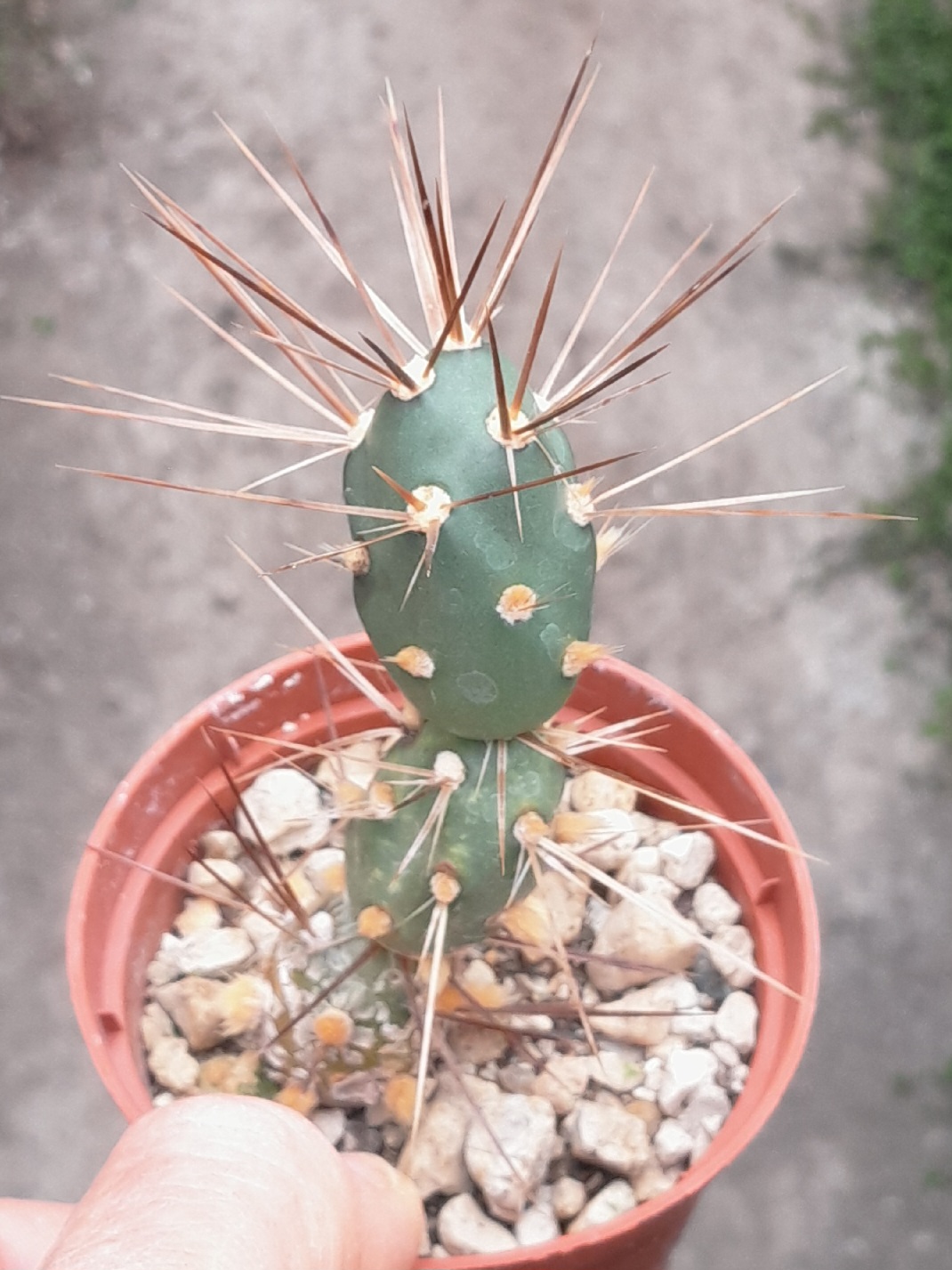 Maihueniopsis darwinii (=Tephrocactus darwinii)
