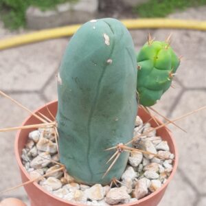 Echinopsis lageniformis f. monstruosa Type B