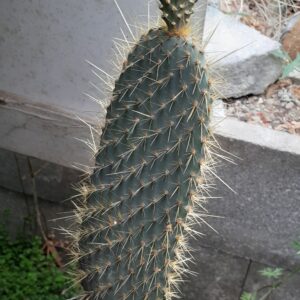 Opuntia echios v. gigantea