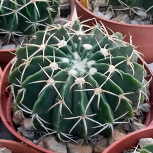Parodia erinacea