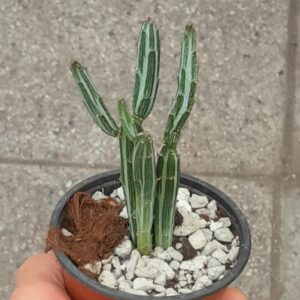 Senecio stapeliiformis