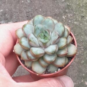 Graptoveria cv. Amethorum