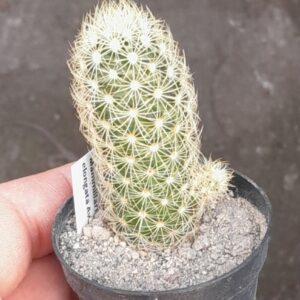 Mammillaria elongata