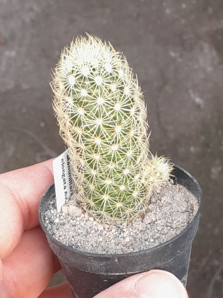 Mammillaria elongata