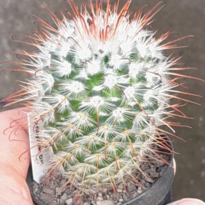 Mammillaria bombycina
