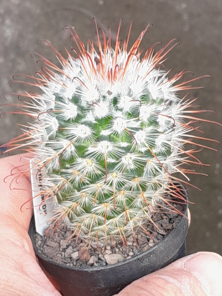 Mammillaria bombycina