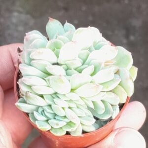Echeveria sanchez-mejoradae