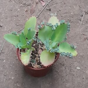 Kalanchoe laetivirens
