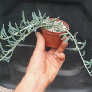 Senecio radicans (=Curio radicans)