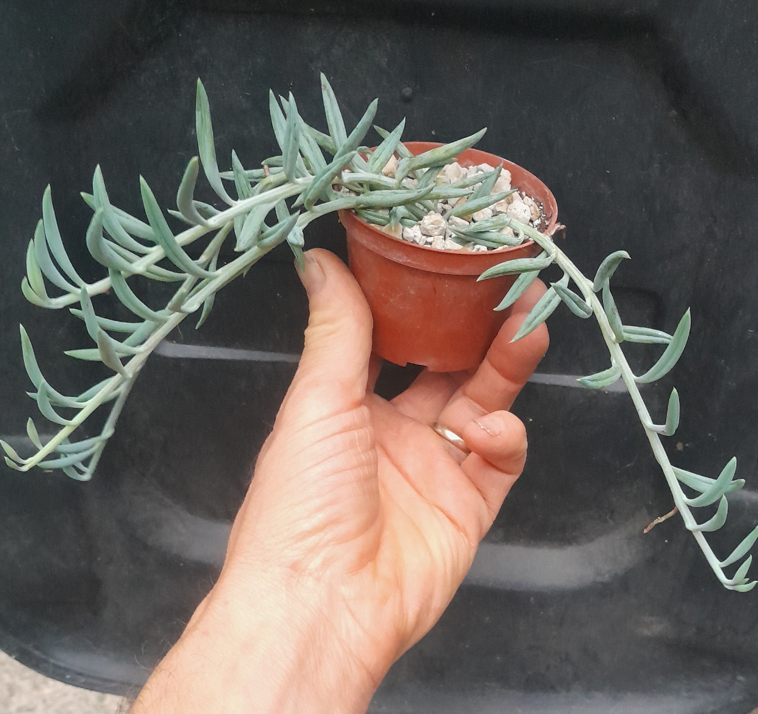Senecio radicans (=Curio radicans)