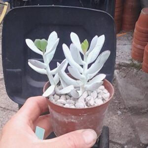Cotyledon orbiculata f. Silver Peak