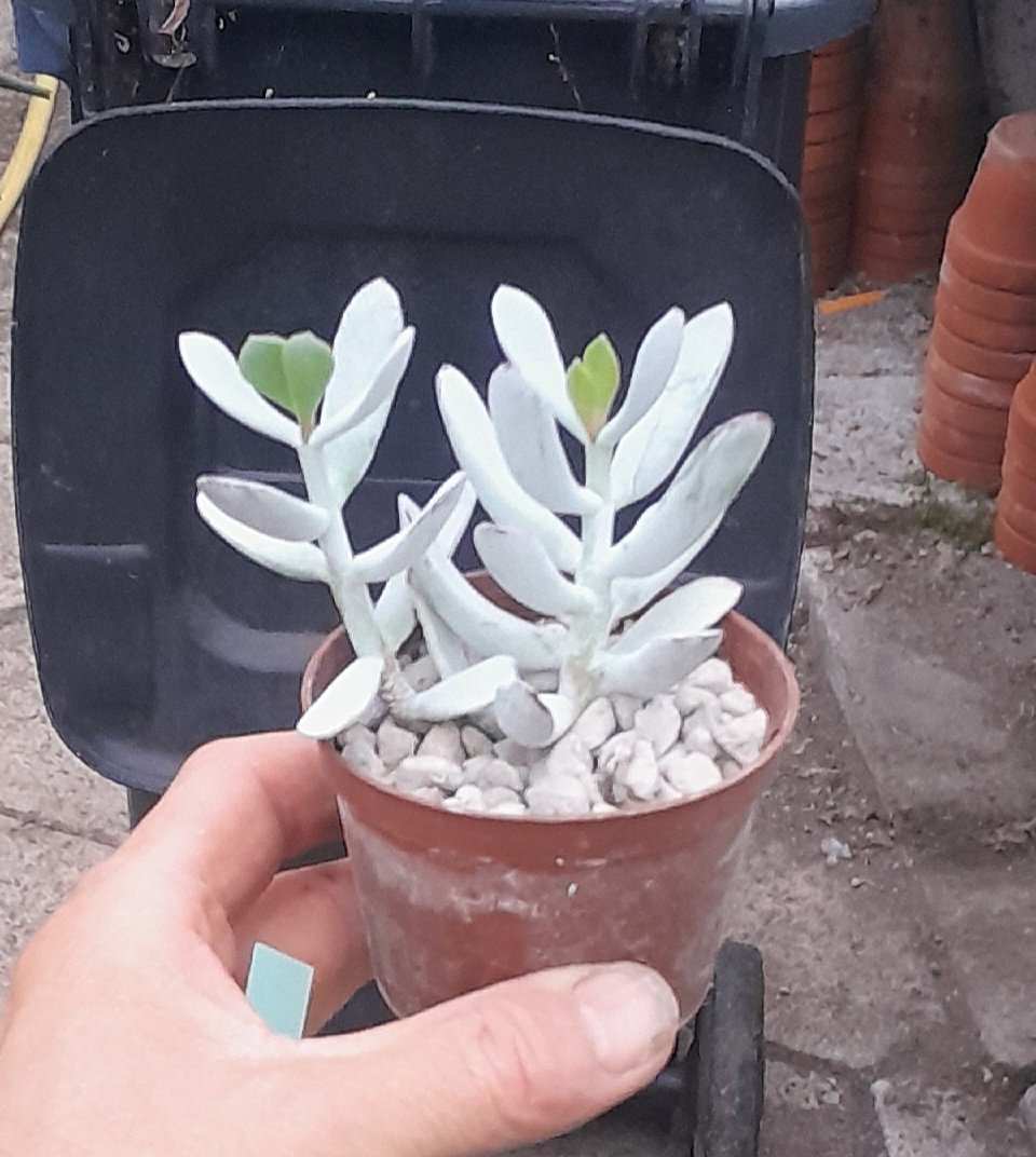 Cotyledon orbiculata f. Silver Peak